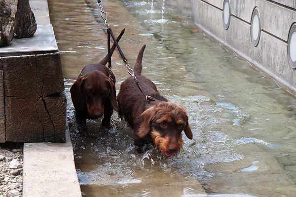 Geschafft! Zwei Teilnehmer der Dackelparade kühlen sich im Wassergraben des Renaissancegartens ab. Bildnachweis: Hermann Wallenstaedter